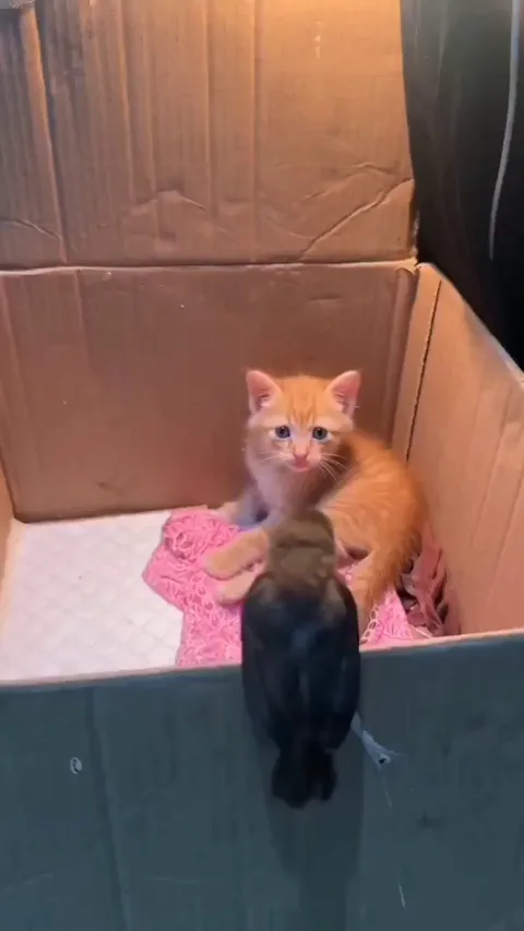 They became bestfriends. Cuteness overload!!