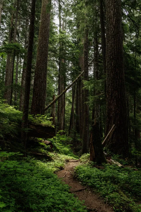 From our hike today in the Cascade mountains of Washington state(OC)[5000x3334]