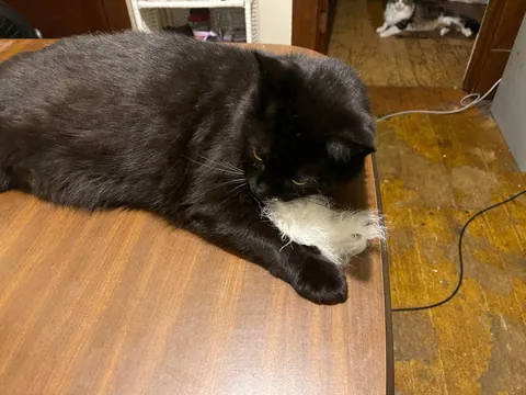 I lost my sweet void this morning unexpectedly at only five years old. He was with me through everything. Could someone show me some other voids who crossed over so I know he’s not alone?