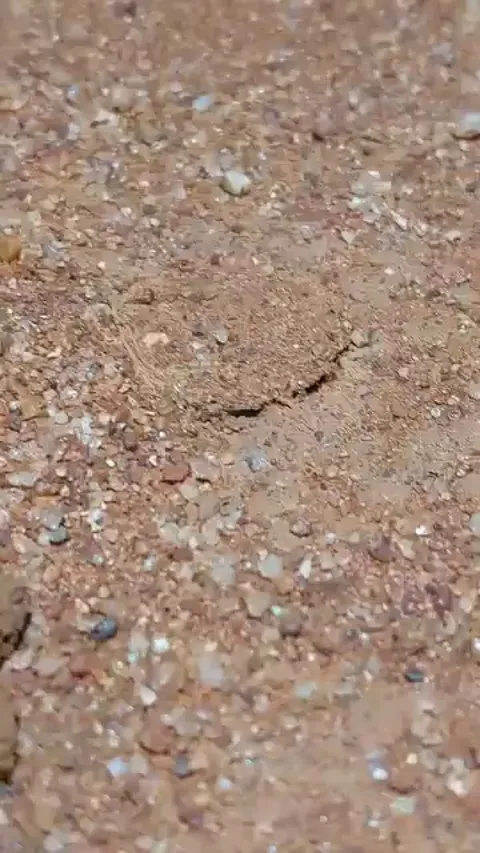 How a Desert Wolf Spider Hides and Protects Itself with a Sand Cap