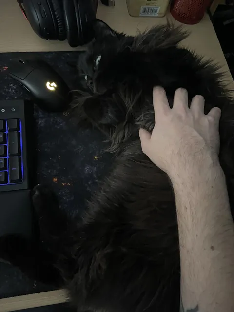 I think this is my mouse from now on