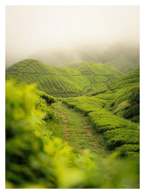 Hiking through Cameron Highlands in Malaysia with local stray dogs.