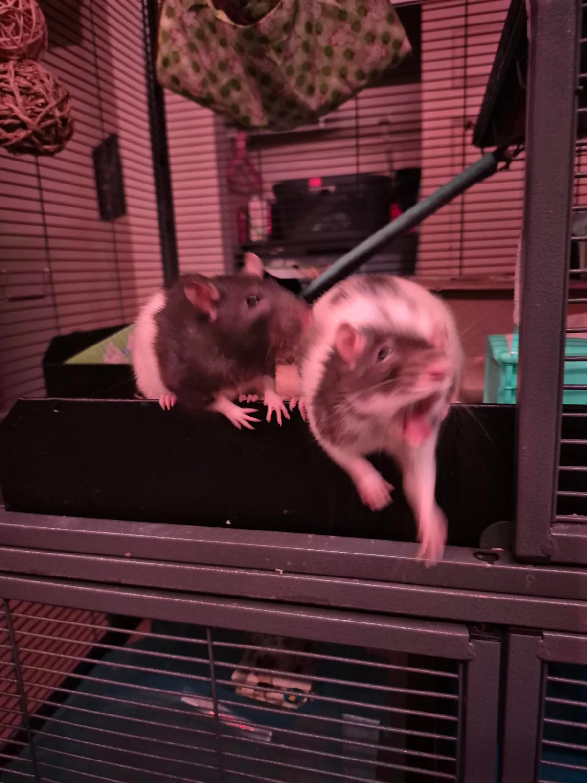 Moving to Alaska, and found out that they're illegal there.