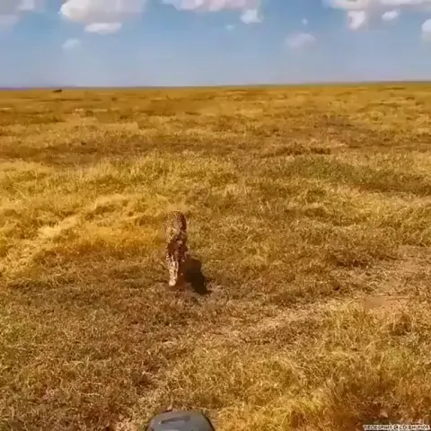 A cheetah finds no shade