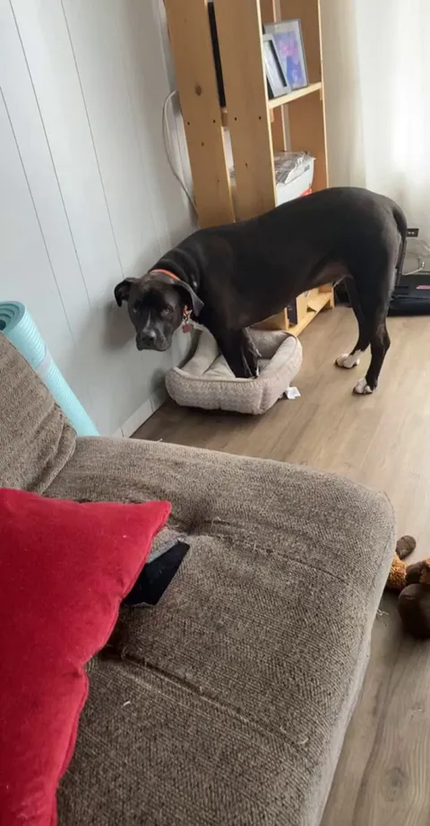 I lost it when he tried to lie down