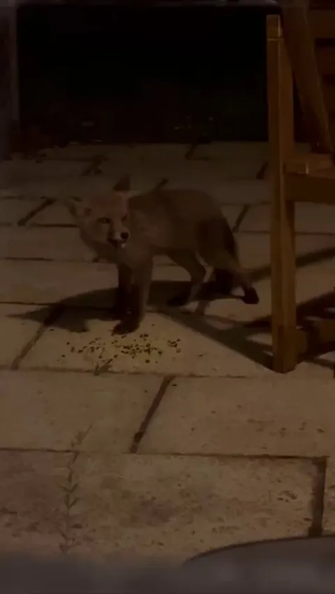 Baby Fox took her sweet time visiting our house