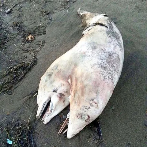 The body of a two-headed dolphin had washed ashores in Izmir, Turkey.