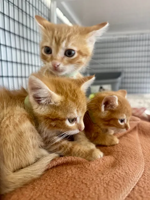 Im a shelter vet tech and met the smallest orange trio