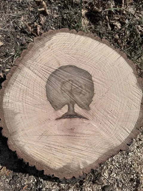A tree I cut today