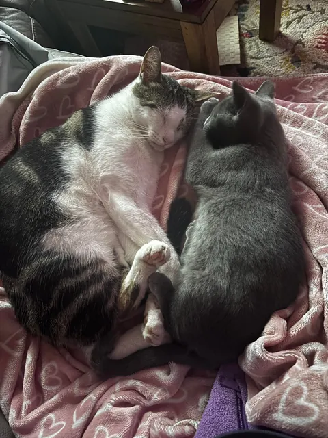 My beautiful baby died today