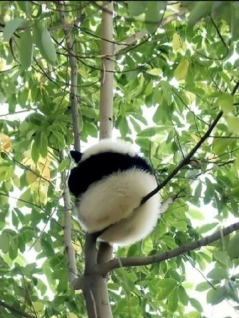 What kind of fruit is this 🐼🤍