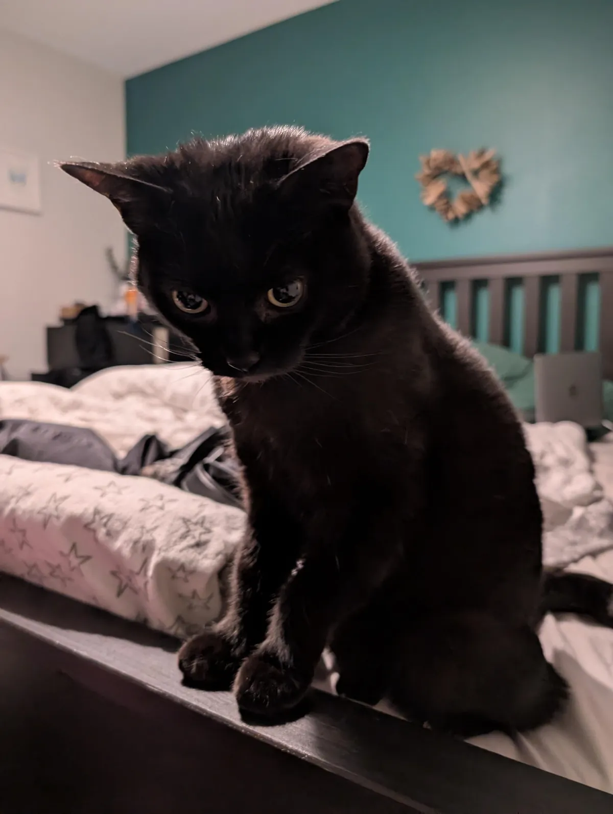 Had to say goodbye to Luna today. Thought I would share some photos from her 6 years on the earth