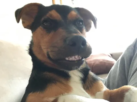Our 9 year old rescue pup Boots is known for her smile!
