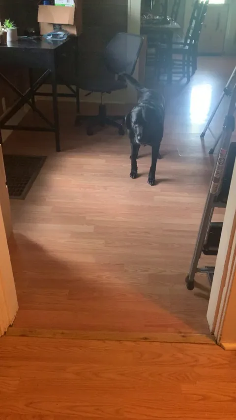 Pup is scared to walk through the doorway, so his brother shows him it’s okay.