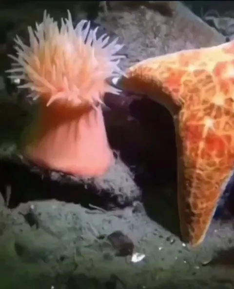 Sea anemone senses a predatory starfish, and promptly swims away