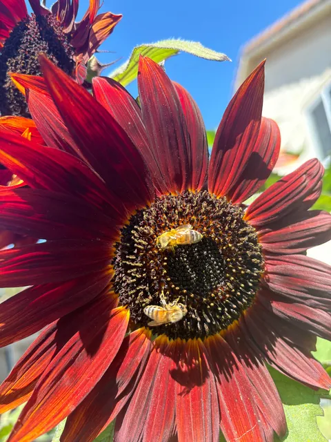 It’s bittersweet knowing I’m going to leave my first garden behind after I move in a month.. here’s some photos of my flowers.