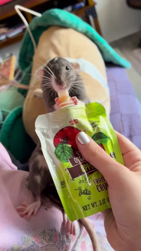 Why I prefer girl rats