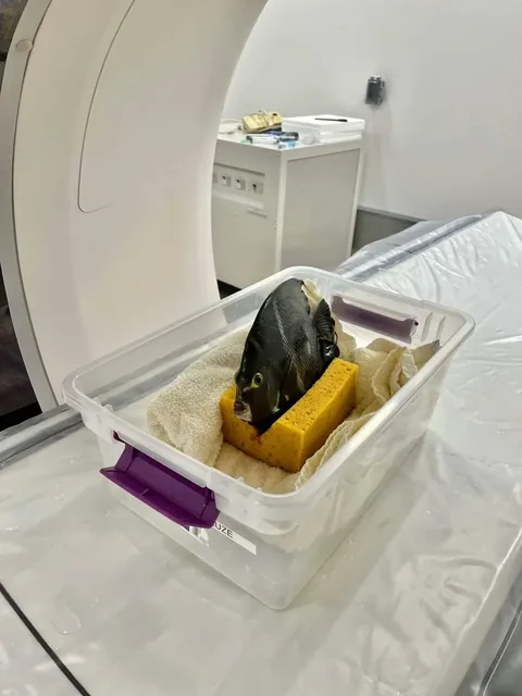 Some of my favorite images of animals getting CT scans