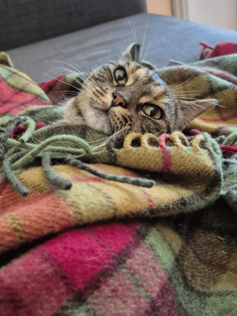 It's getting colder so I started tucking Miso in. At first she was a bit confused but now she really enjoys it 😊