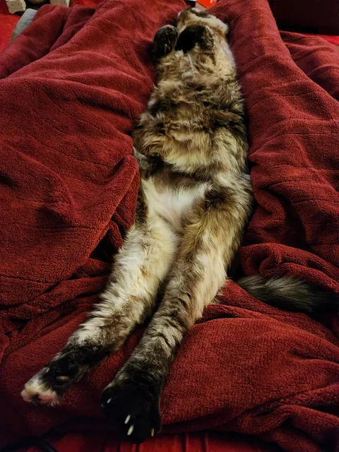 We got a heated blanket for Xmas