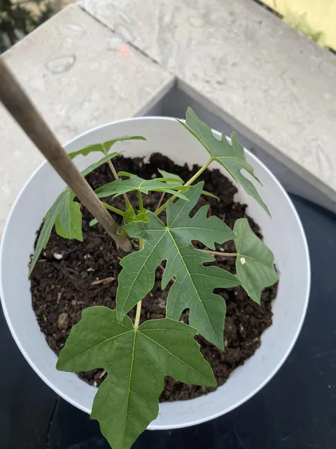 Global warming has gotten so bad that I was able to grow out a Papaya Seedling in Eastern Europe🫠