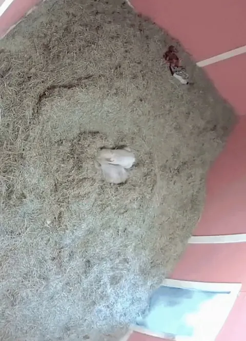 It was raining outside so Maple went and got the tunnel so the piglets could play