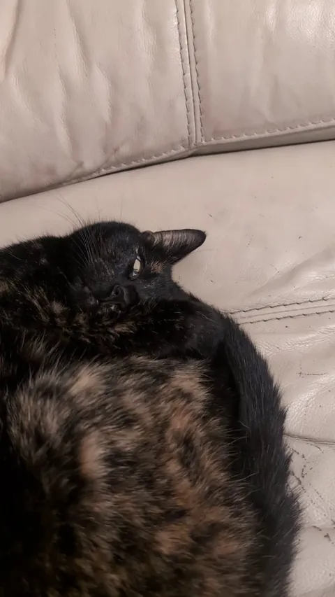 I was trying to record my cat sleeping with her eyes open, then she did this.
