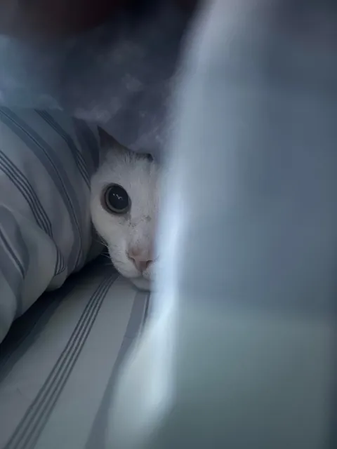 Meet Chell. Chell is 14 and doesn’t like big crowds so Chell spent most of Christmas Eve like this.