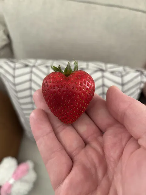 This heart-shaped strawberry my daughter found