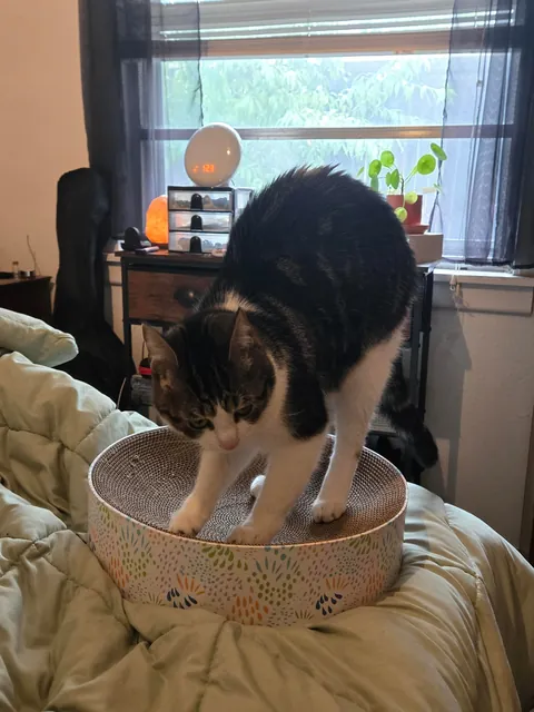 Me and my partner have gotten our first cat together!