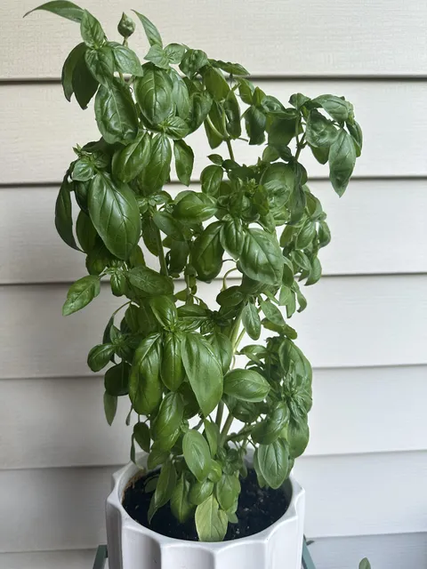 I came to brag a little about my basil plant…. I can’t ever keep plants alive. I can’t believe how good it’s doing