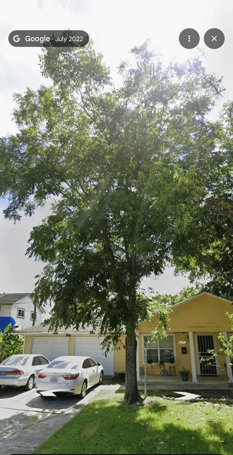 Landlord sent someone over to give the pecan tree a "trim"