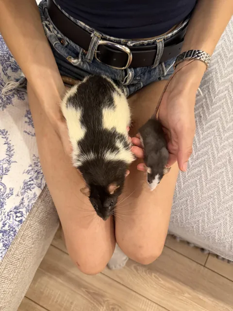 Our 750 gram big boy next to the newest addition to the family, weighing 45 grams