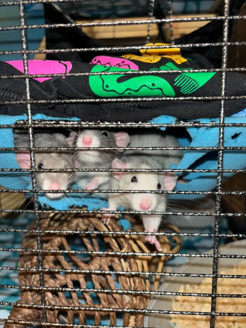 Meet the boys: Itchy, Scratchy, and Eddy