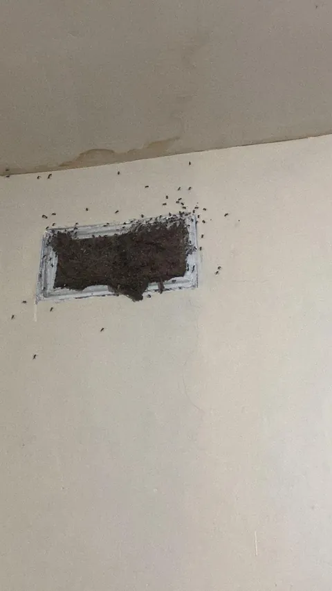 The window of my house when I came home from work. Yes these are ants.