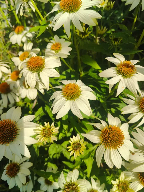 No one cares much about my flowers so I thought to share them here