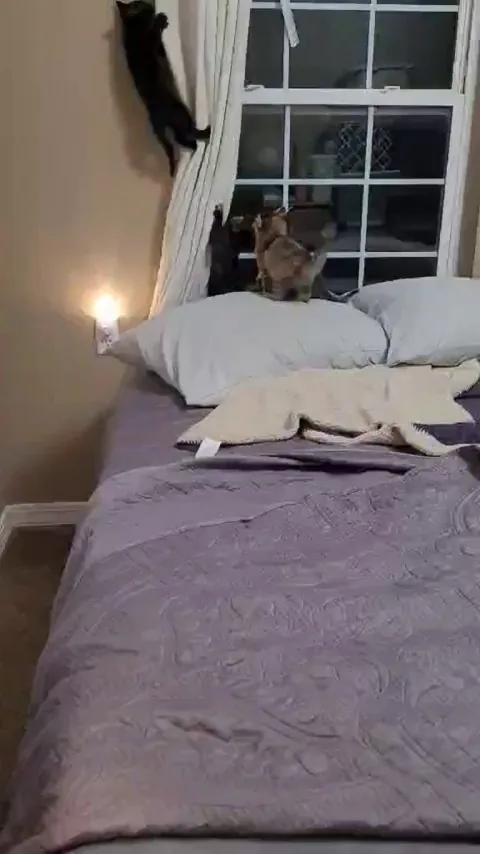 My Mom Took in a Heavily Pregnant Cat Dumped at her Apartment Complex - She had 6 Kittens!