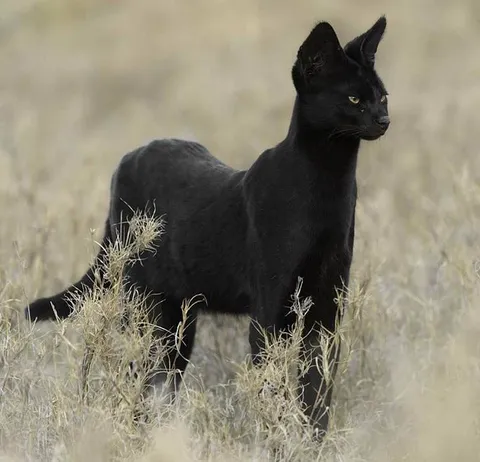 🔥 Rare Melanistic Serval 🔥