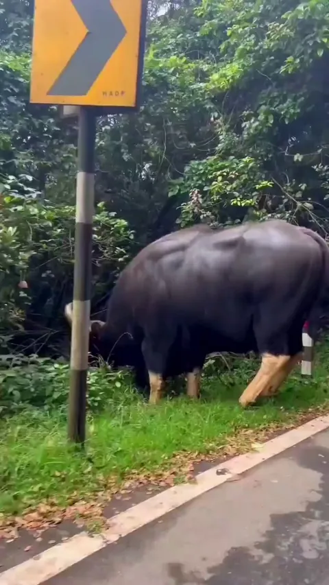 Mighty Indian Gaur : The largest and heaviest living bovine