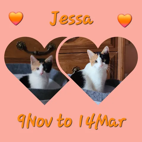 Introducing Baby Jessica