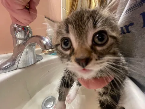 Bartholomew pooped on me😾