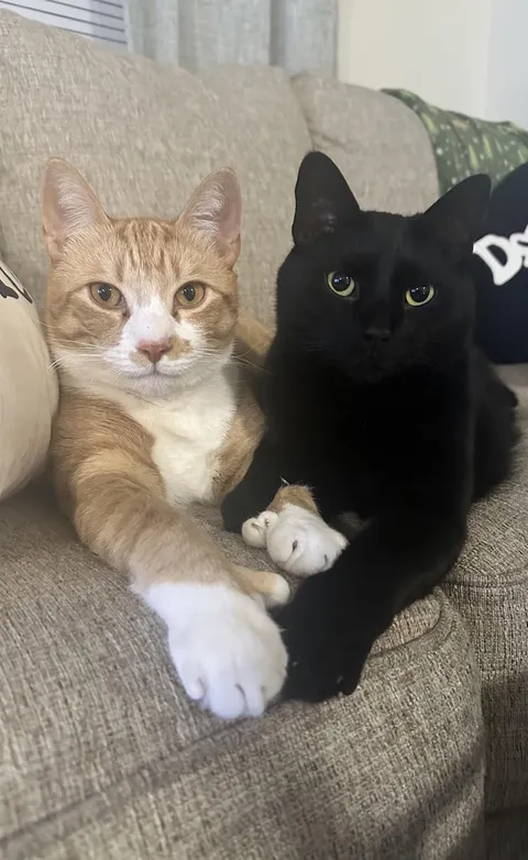 Show me your bonded kitties, I’ll start 🥰