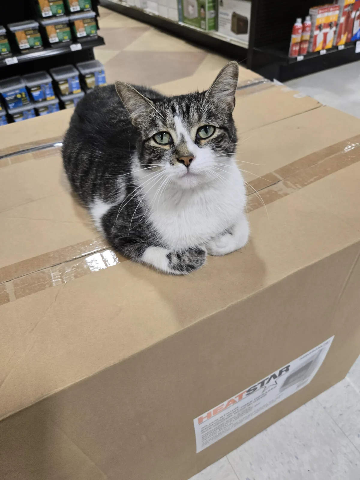 Met a cat named Chainsaw at a hardware store