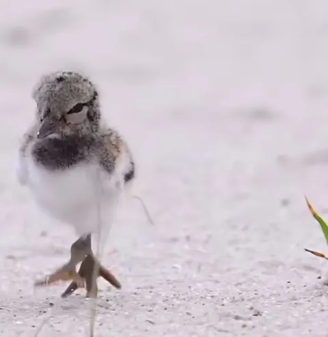 🔥 Tiny Stick, Big Trip: A Baby American Oystercatcher Navigating Life’s Little Obstacles