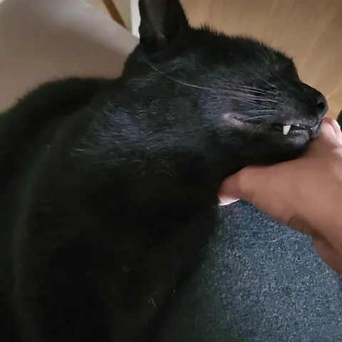 He fell asleep while I was cuddling him, now I cannot move my hand