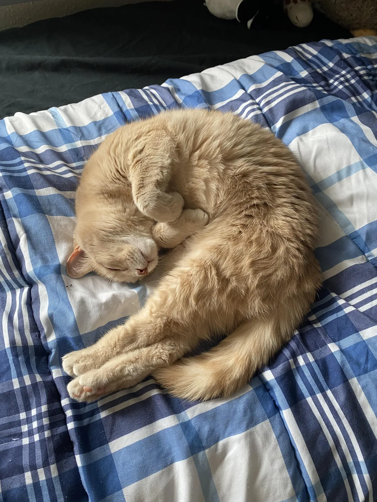 Spent $500 at the vet, only to be told she’s just being a bitch (paraphrased)