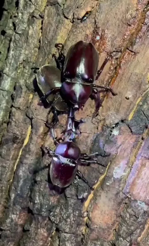 🔥two male Hercules beetles fighting over a female in the wild