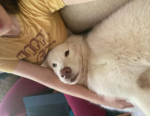 Aspen came to cuddle, &amp; I snapped a few pictures - when I checked them, she was looking up at me with so much love in her eyes in each of them🥹