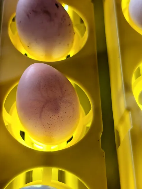 This egg I'm incubating looks like the Spider-Man symbol