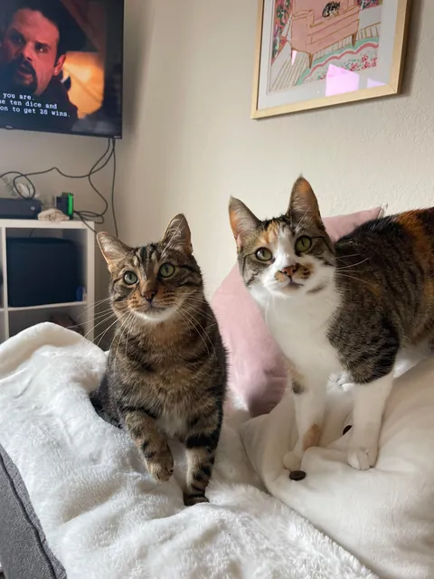 Got my boy a little sister. I think they’re happy together ❤️